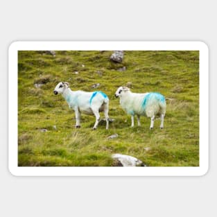 Two sheep Sticker